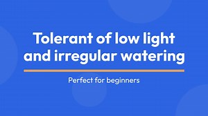 Different Pothos Varieties