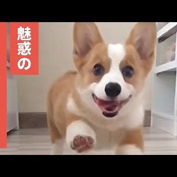 コーギーのあんなところが見れちゃう！？ 可愛すぎるコーギーたちが大集合😊✨ 【PECO TV】
