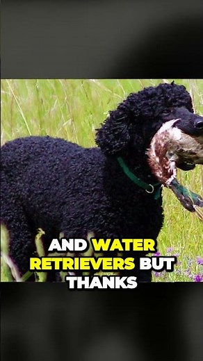 Poodles: From Hunting Dogs to Trusted Service Dogs