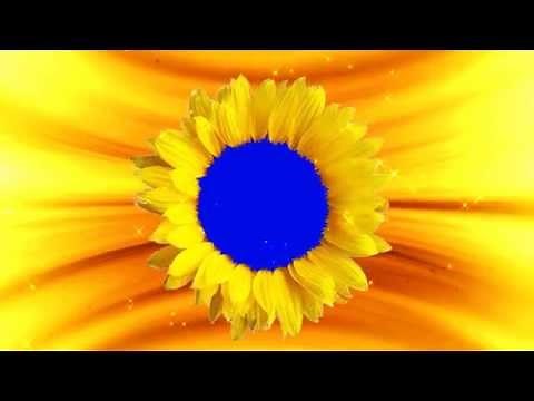 Flower Background Animation-Free Flower Backgrounds Blue Screen