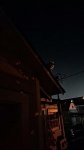 Harold #opossum #possums #minecraft