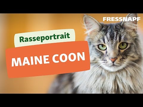 Rasseportrait: Maine Coon