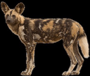 About Wild Dogs - African Wildlife Conservation Fund