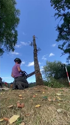 Outstanding service tree cutting