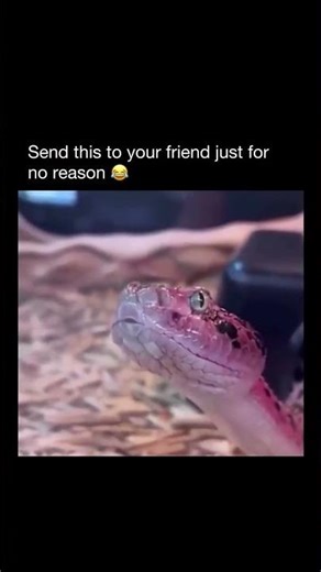 Send this to your friend just for no reason 😂