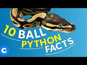 10 Amazing Facts About Ball Pythons You Didn’t Know!