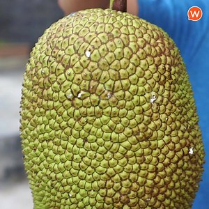 Story of South on Reels