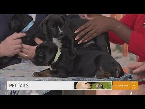 Pet Tails: Meet adoptable pups 'Marinade,' 'Steak Sauce' and 'Coleslaw' at Jax Humane Society