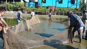 70K views · 1.4K reactions | Tilapia Fish hunting in Muddy water pond with the big fishing net. | AB Fishing | Facebook