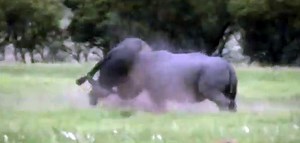 South African Battle: Rhino vs. Cape Buffalo (Video) - AllOutdoor.com