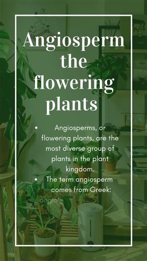 angiosperms