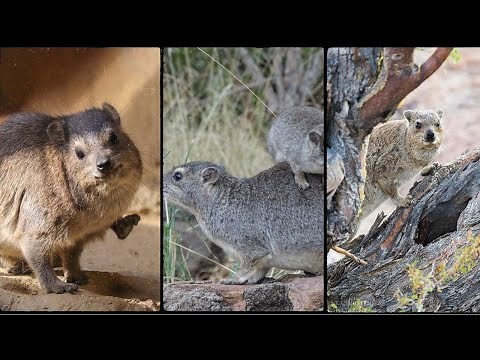 Introduction to Hyrax | An Overview of Hyrax Unique Features | Htrax Habitats