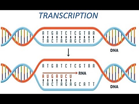 Transcription (DNA to RNA)