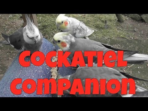 Cockatiel Companion (60 minutes of Entertainment for your Pet Cockatiel)