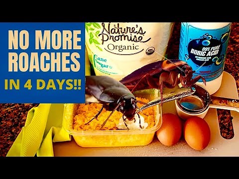 BEST WAY TO KILL ROACHES: How to Get Rid of Cockroaches home Remedies ( With Boric Acid)