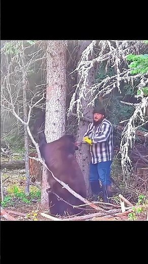 Giant Angry Bear Attack While I Tried to Steal It From the Tree! 🐻BearAttack #WildBear#closecall