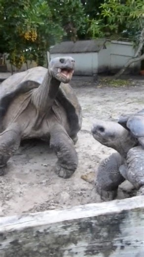 31K views · 1.1K reactions | What Happens When Giant Tortoises Argue?...