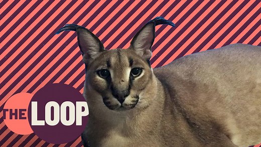 Borderlands 2 Walkthrough - No Hard Feelings - Side Missions (Part 20)