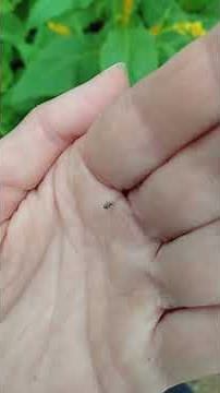 What Are Plant Weevils And What Type Of Damage Do They Do #garden #gardeningforbeginners