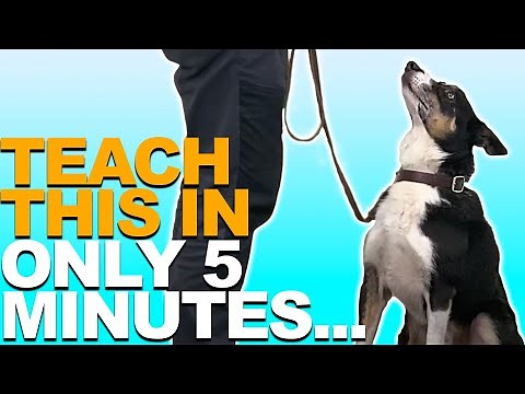 A 5 Minute Training Plan For Teaching Your Dog To STAY!