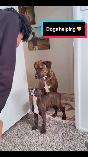 Dog Videos That Make You Smile