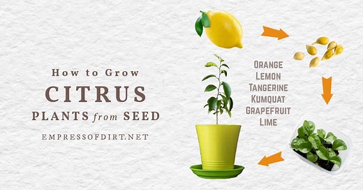 How to Grow Lemon Trees from Seed (& Other Citrus Fruits)