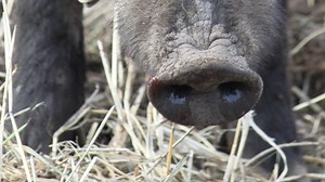 Feral pigs: Hunting season in B.C.