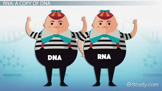 RNA Lesson for Kids