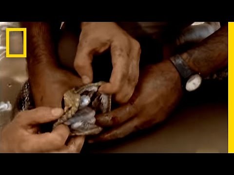 Survival Guide: Anaconda Bite | National Geographic