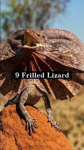 Exploring the Different Types of Lizards | Interesting Facts | The Beast World