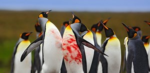 Penguin fight: understanding animal contest behaviour in five easy steps