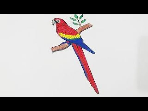 HOW TO DRAW SCARLET MACAW PARROT STEP BY STEP l EASY DRAWING