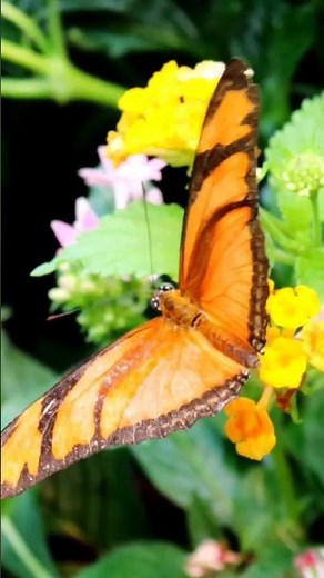 Beautiful Butterflies | Wildlife | Insect World #butterfly #insects #wildlife