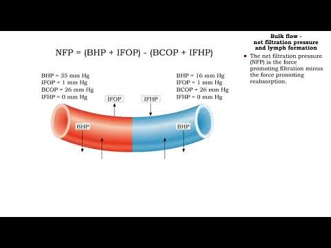 Bulk flow - Factors that influence bulk flow