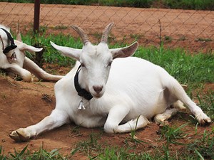 5 Common Diseases of Goats - Livestocking