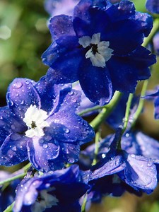 How to Plant Larkspur Giant Imperial Seeds