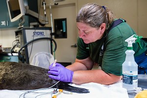 What We Do | The Marine Mammal Center