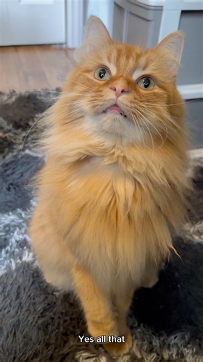 Cats and computer wires, they just don't mix! It's even worse when you have a Pudding! This has been an ongoing issue for a while and today I finally tackled it! | The Oreo Cat