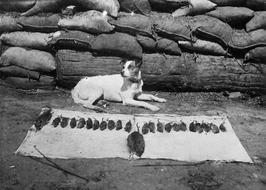 12 Ways Animals Have Helped The War Effort