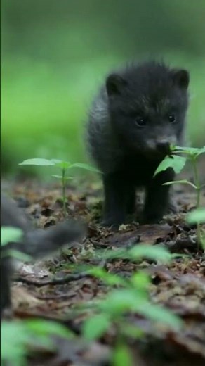 The Cutest Wolf Pups You'll Ever See!