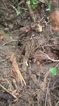 #HornetNestRemoval #pestcontrol #HornetHunting #64