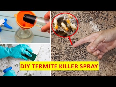How To Kill Termites Get Rid Of Them Forever - Best Solution Do It Yourself