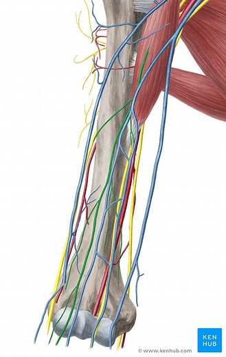 Musculocutaneous nerve