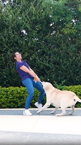 Genius hacks for dog owners | 5-Minute Crafts