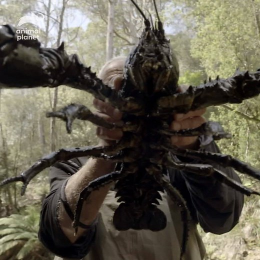Australia is known for her unique wildlife and the Tasmanian giant freshwater crayfish is no exception. | Animal Planet