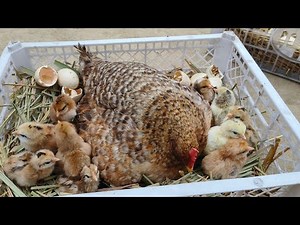 How to Hatch Fertile Chicken Eggs in Backyard Chicken🐣