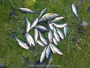 How To Catch Perch By The Hundreds