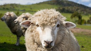 Viva! - How Sheep and Lambs Are Farmed and Killed