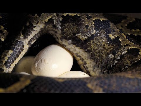 African Rock Python Lays Massive Clutch of Eggs