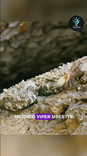 The Snake with a Spider Tail: Nature's Deceptive Predator